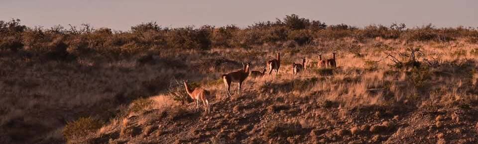 Fundacion Patagonia Natural - Directorio Ambiental