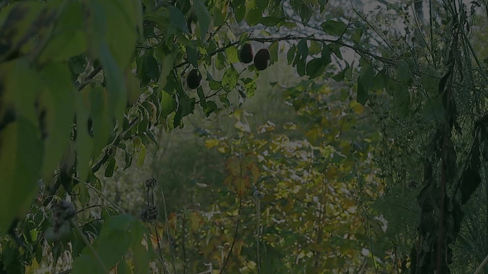 Centro de Agroecología y Permacultura El Bolsón (Bosque Mallín)