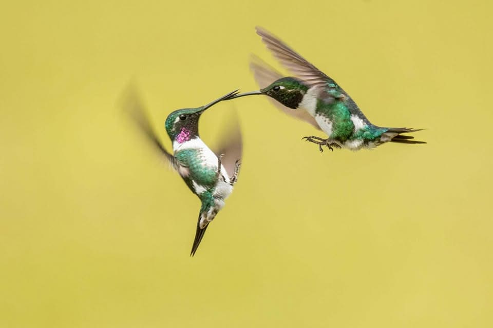 The nature conservancy - Directorio Ambiental