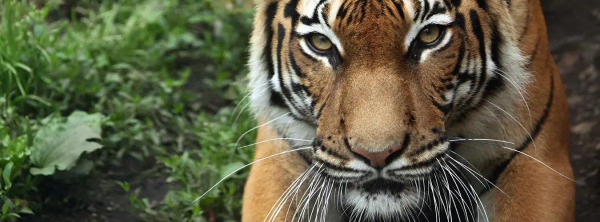 Los tigres juegan un papel crucial en la conservación de la biodiversidad al actuar como depredadores tope, manteniendo el equilibrio de los ecosistemas