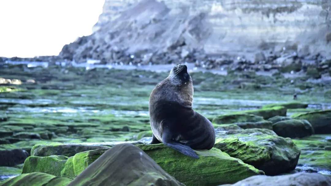 Lobo marino - Ecosistemas en Río Negro