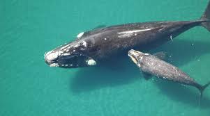 Ballena Franca Austral y su cria