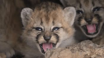 Puma de la Patagonia