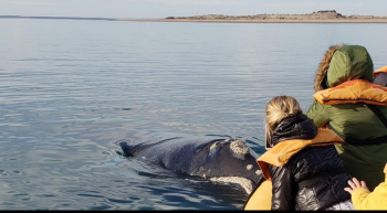 Llegaron las ballenas francas a la costa rionegrina