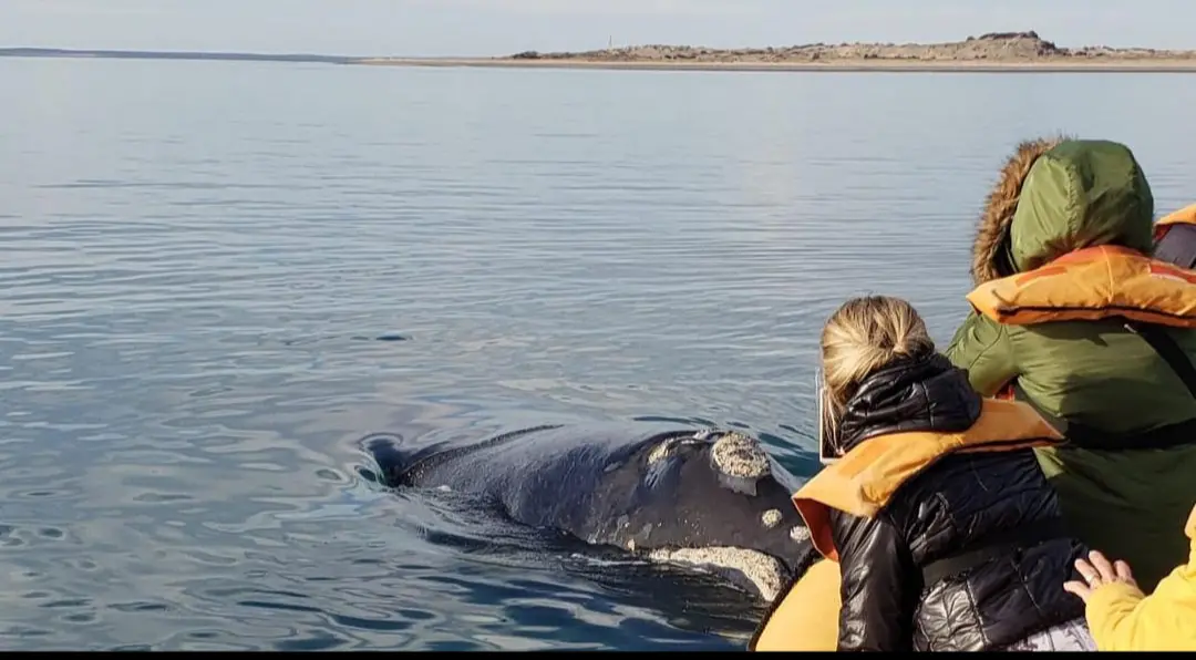 Llegaron las ballenas francas a la costa rionegrina