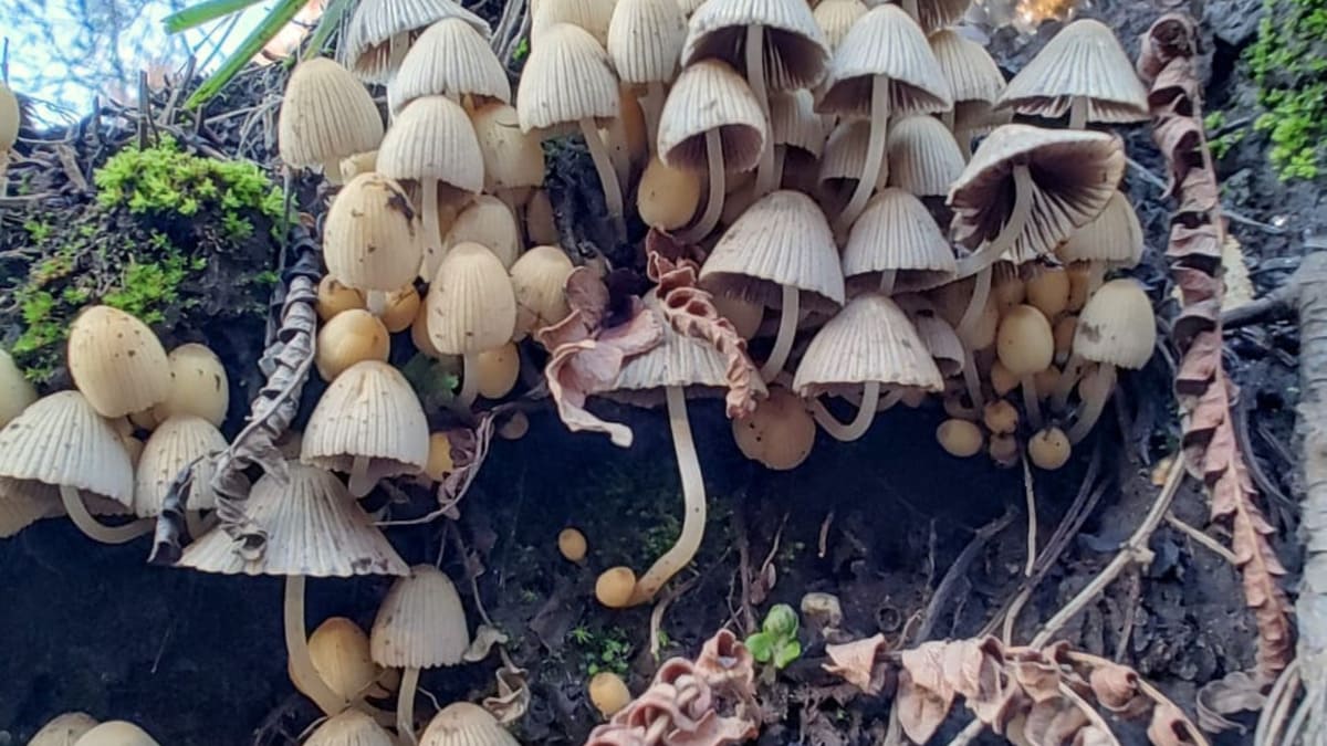 Hongos