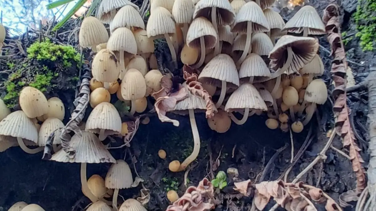 Hongos