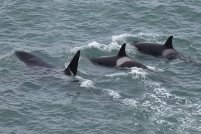 Orcas en el Área Natural Protegida Punta Bermeja: muestra fotográfica revela su llegada a la costa patagónica