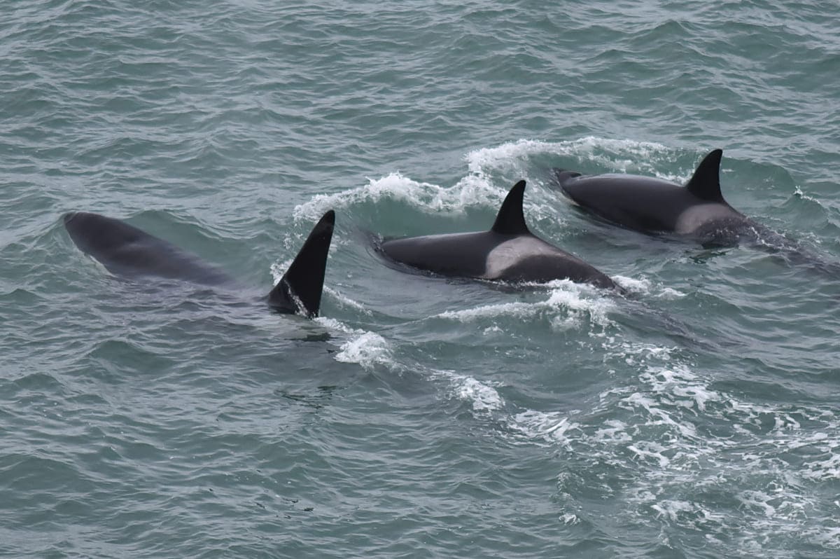 Orcas en el Área Natural Protegida Punta Bermeja: muestra fotográfica revela su llegada a la costa patagónica