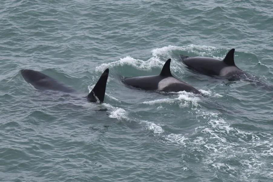 Orcas en Bermeja: una exposición inolvidable que revela los secretos mejor guardados de la vida marina en la Patagonia