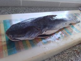 Alarma en Patagonia: microplásticos hallados en peces patagónicos