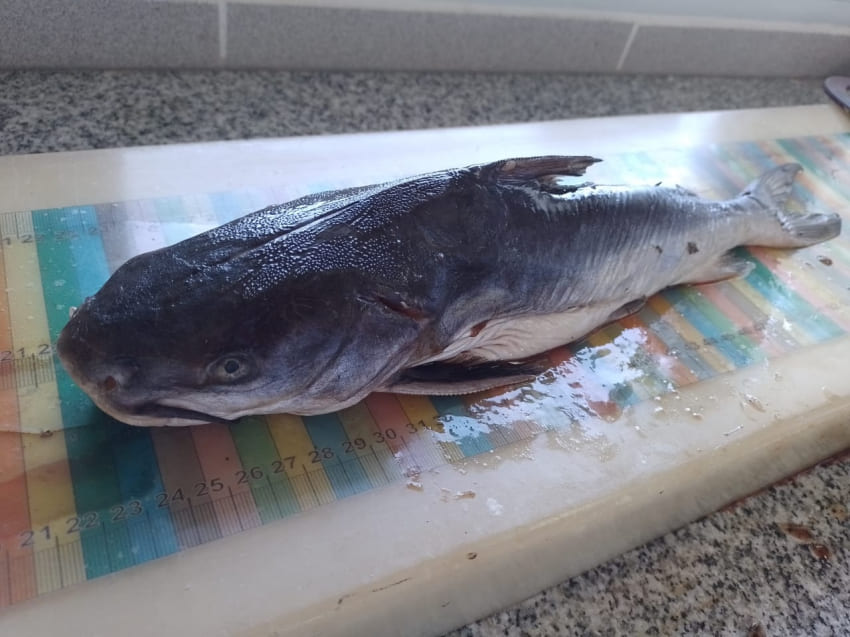 Alarma en Patagonia: microplásticos hallados en peces patagónicos