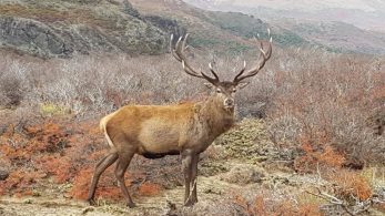 Río Negro protege su fauna silvestre con una nueva ley histórica y estrategia integral sin precedentes
