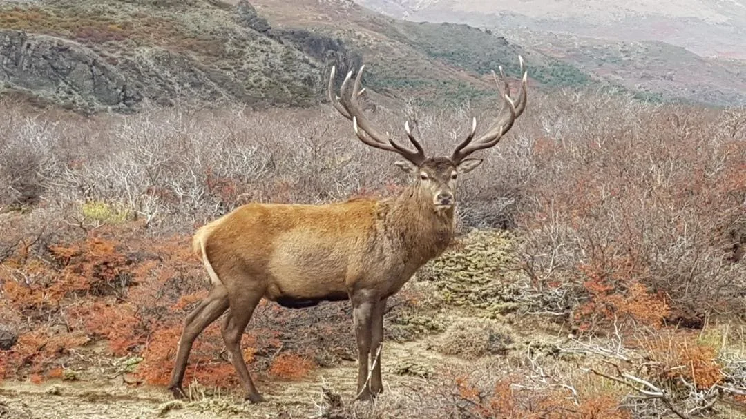 Río Negro protege su fauna silvestre con una nueva ley histórica y estrategia integral sin precedentes