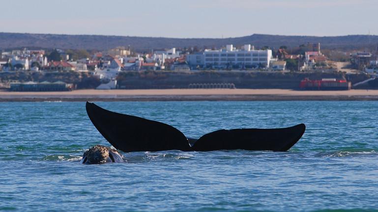 Explosión de vida marina! Río Negro se posiciona como nuevo epicentro del avistaje de fauna marina en Argentina