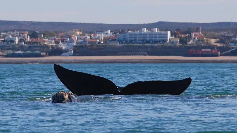 Explosión de vida marina! Río Negro se posiciona como epicentro del avistaje de fauna marina en Argentina