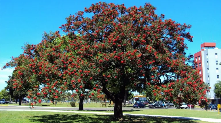 Día Nacional del Árbol: 29 de agosto, raíces de futuro para el planeta
