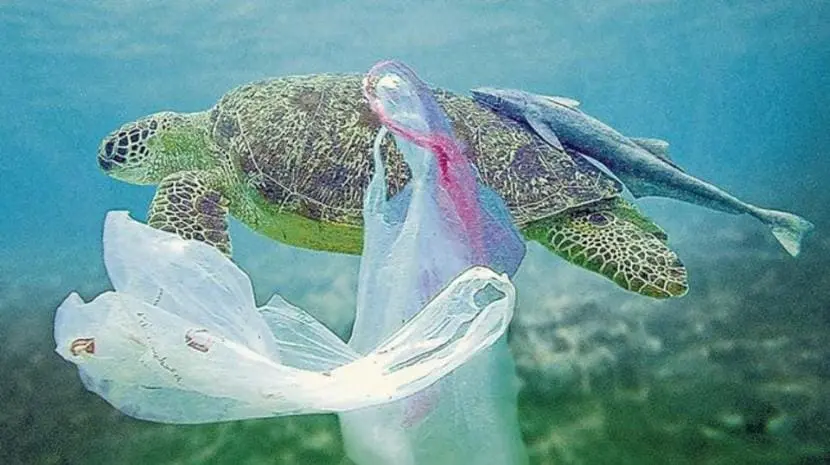 Rio Negro declara la guerra a las bolsas plasticas