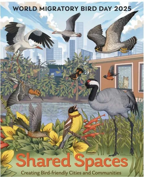 Millones de alas en movimiento! El Día Mundial de las Aves Migratorias despierta conciencia global sobre una travesía que está en peligro
