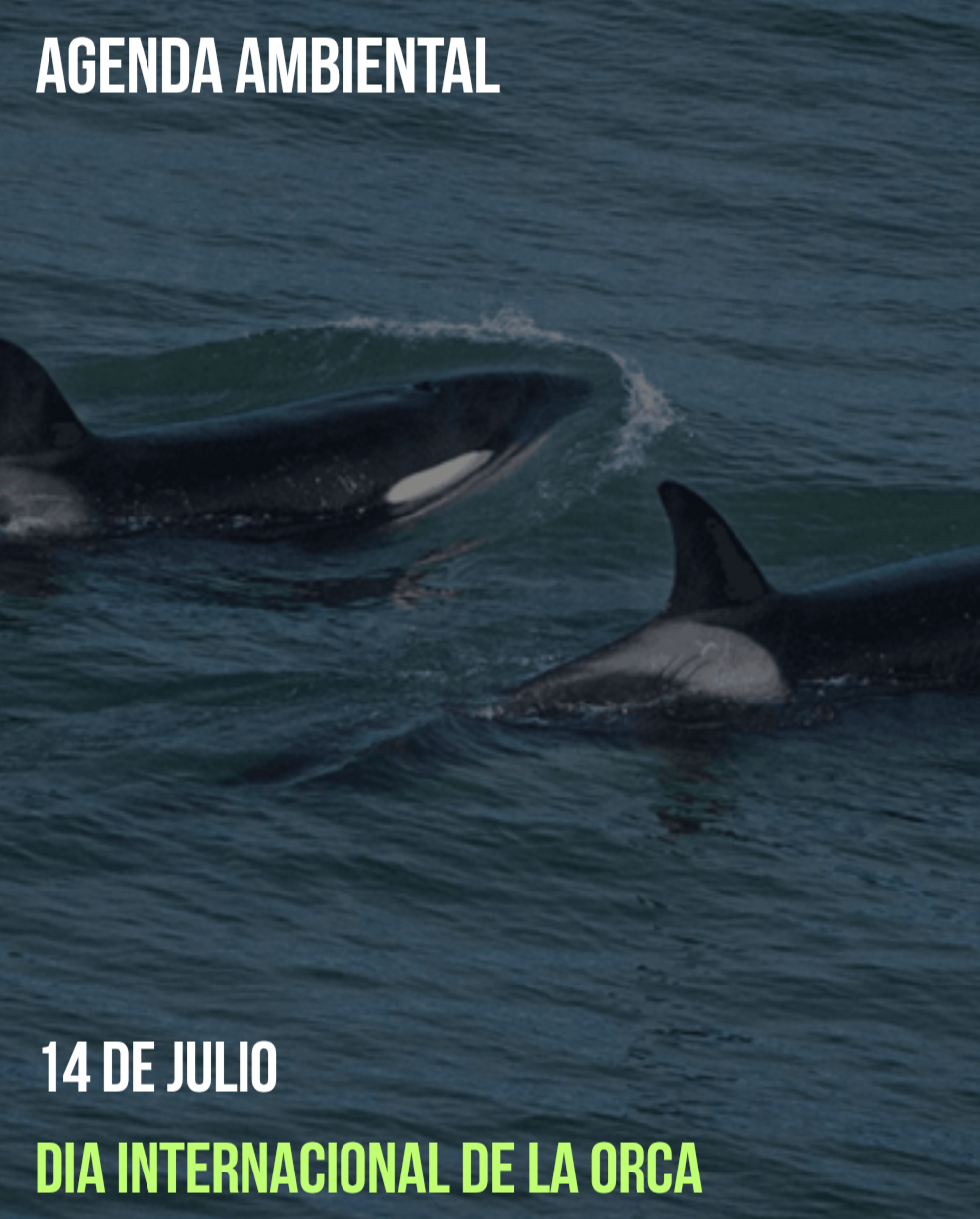 14 de julio Día Internacional de la Orca