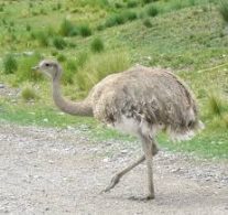 Preguntas frecuentes sobre la nueva ley de fauna silvestre en Río gro