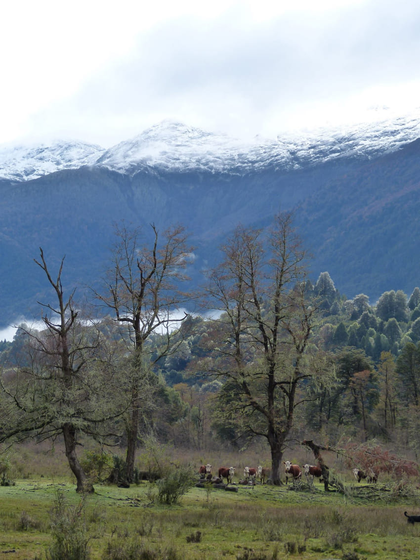 Diseño de Sistemas Agroforestales: El Curso de Posgrado Esencial para una Producción Sustentable