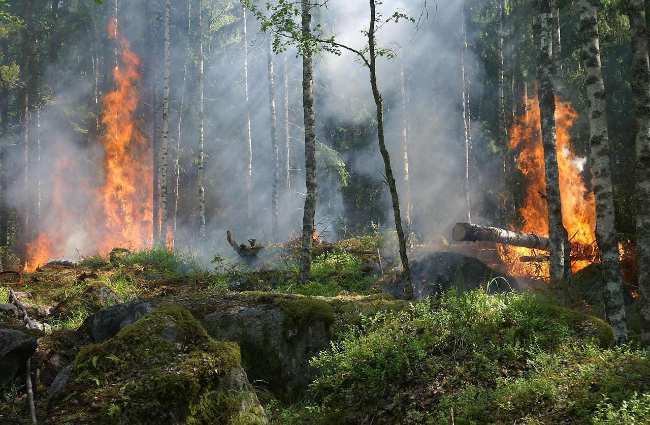 Día Internacional de prevención contra incendios forestales