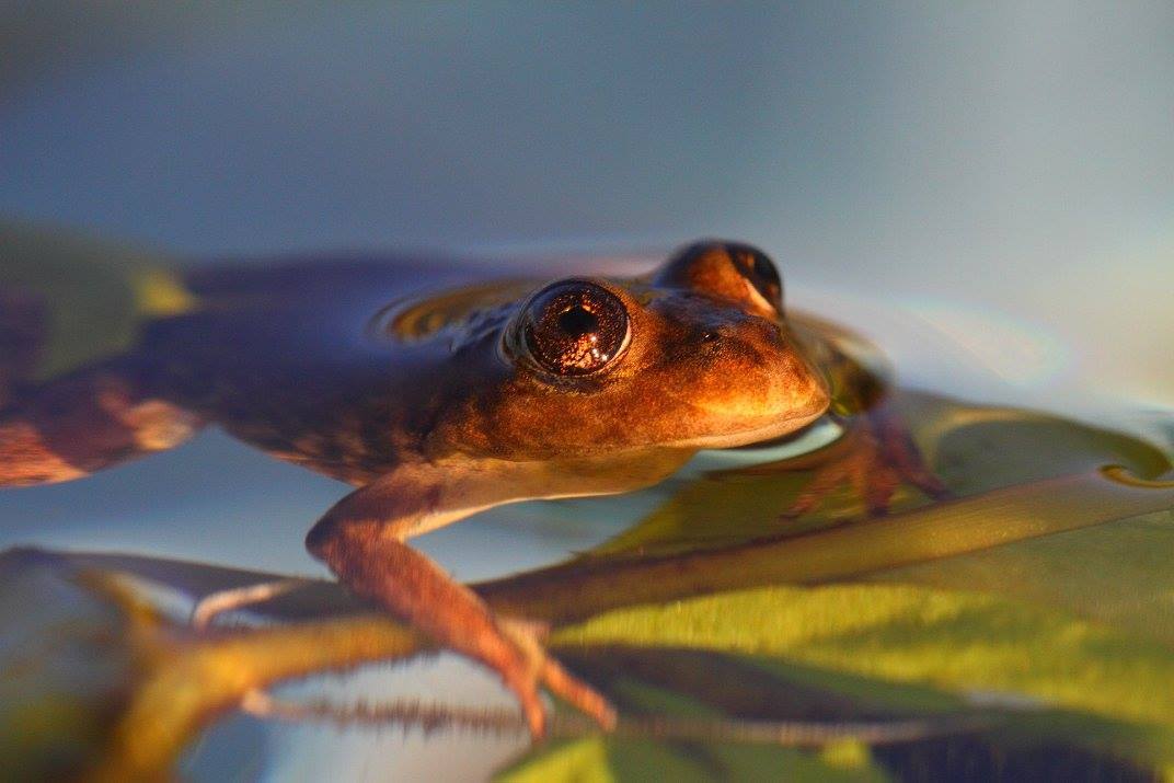 Descubrí las 15 curiosidades del medio ambiente patagónico que asombran al mundo!