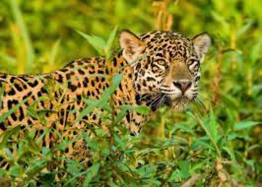 Qué es la Biodiversidad: Por qué Tucumán, Córdoba y Salta lideran la búsqueda de este término