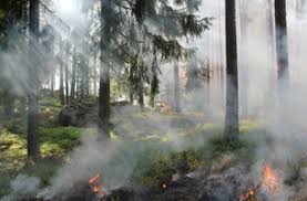 Día Mundial de la Prevención de Incendios Forestales: una llamada urgente por los bosques del planeta