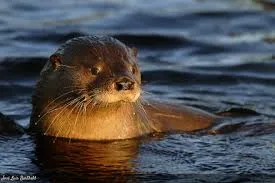 ¡SOS Patagonia! Cinco especies al borde del abismo… y cómo podés salvarlas 🌎💔