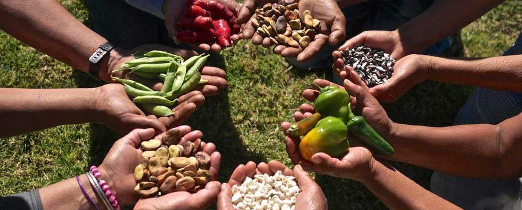 Soberanía Alimentaria: La Clave que Podría Salvar tu Comida y tu Futuro!