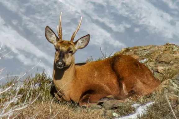 El Grito de Auxilio del Último Ciervo de la Patagonia: Por qué el Futuro del Huemul en Chile y Neuquén Depende de una Alianza Sin Precedentes