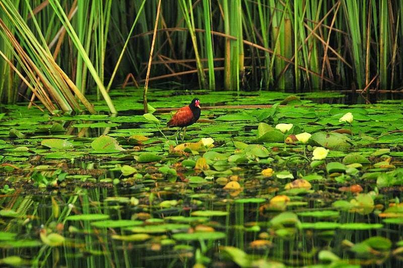 Rewilding Argentina: la ONG ambientalista que está cambiando la historia de la conservación en Sudamérica ¿Por qué Rewilding Argentina se volvió un faro ambien