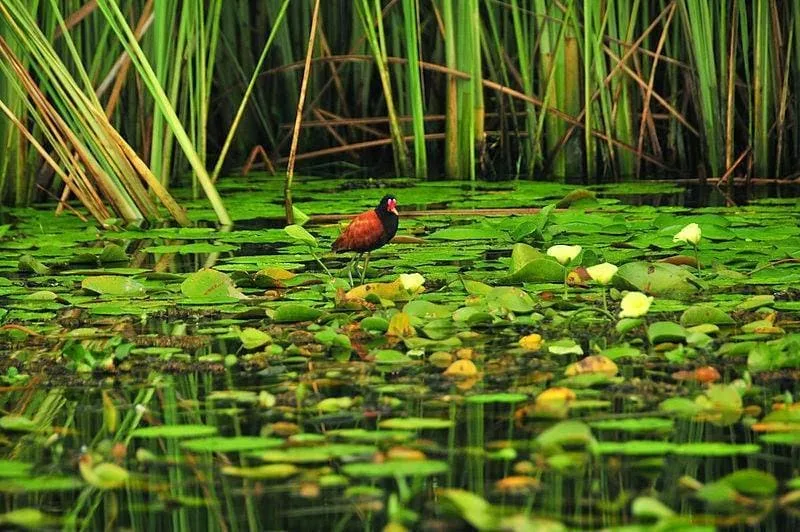 Rewilding Argentina: la ONG ambientalista que está cambiando la historia de la conservación en Sudamérica