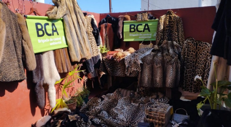 Incautación histórica de más de 200 prendas de pieles prohibidas en Argentina: golpe clave contra el tráfico ilegal de fauna silvestre