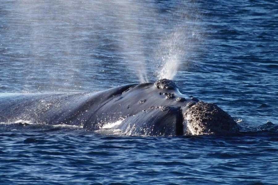 Ballena Franca Austral