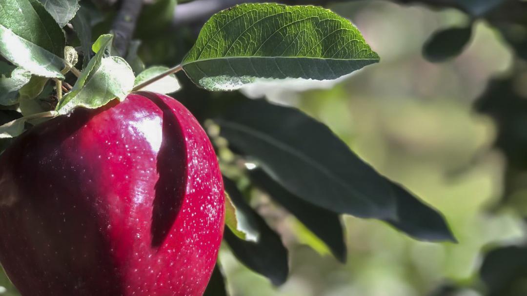 Río Negro celebra el Día Nacional del Productor Orgánico: un modelo de sostenibilidad que impulsa la economía verde del país Río Negro celebra el Día Nacional del Productor Orgánico: un modelo de sostenibilidad que impulsa la economía verde del país