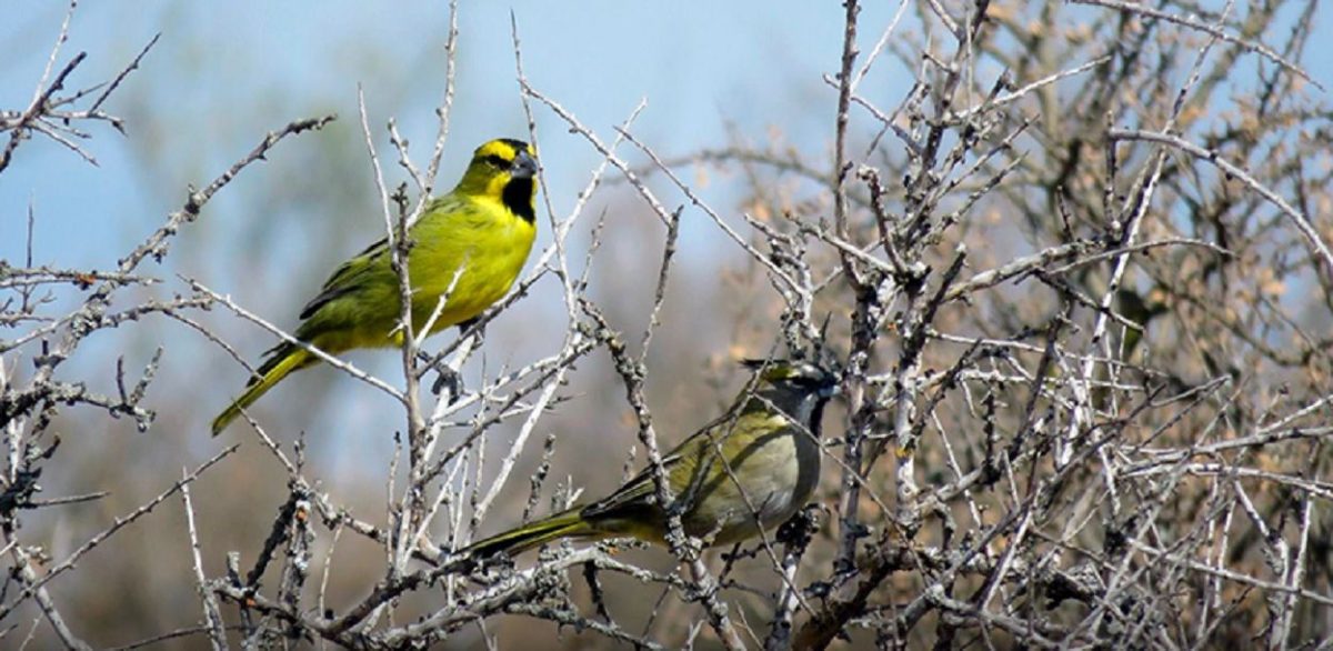 Pájaros de la Patagonia: Descubre un Mundo Fascinante en el Día Nacional del Ave