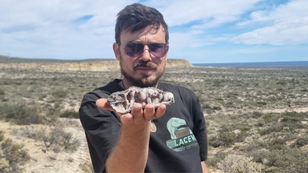 Expedición en la Patagonia: científicos hallan fósiles de dinosaurios y mamíferos de más de 70 millones de años en Río Negro