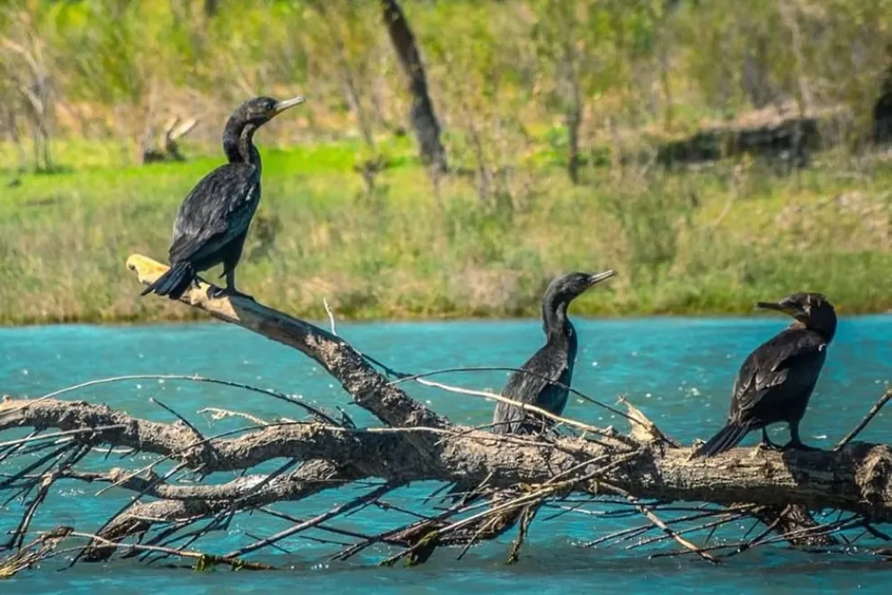 Neuquén, paraíso secreto de las aves: la provincia que encendió la alarma de conservación y puso sus cielos bajo protección!