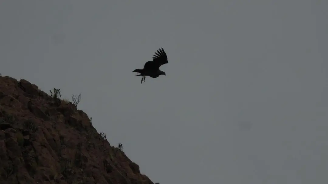 Cóndores en Sierra Pailemán: una liberación que renueva la esperanza en la conservación patagónica