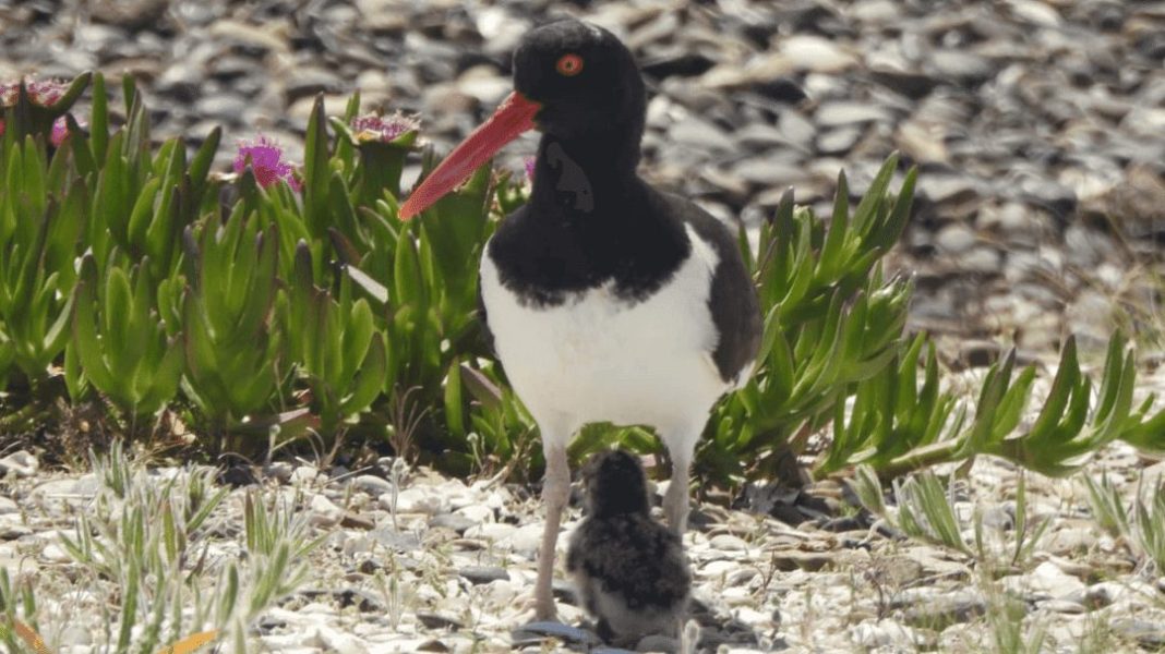 Alerta en la Costa Rionegrina! Comienza una Crítica Temporada de Anidación del Ostrero Pardo y Crece la Preocupación por su Supervivencia Alerta en la Costa Rionegrina! Comienza una Crítica Temporada de Anidación del Ostrero Pardo y Crece la Preocupación por su Supervivencia
