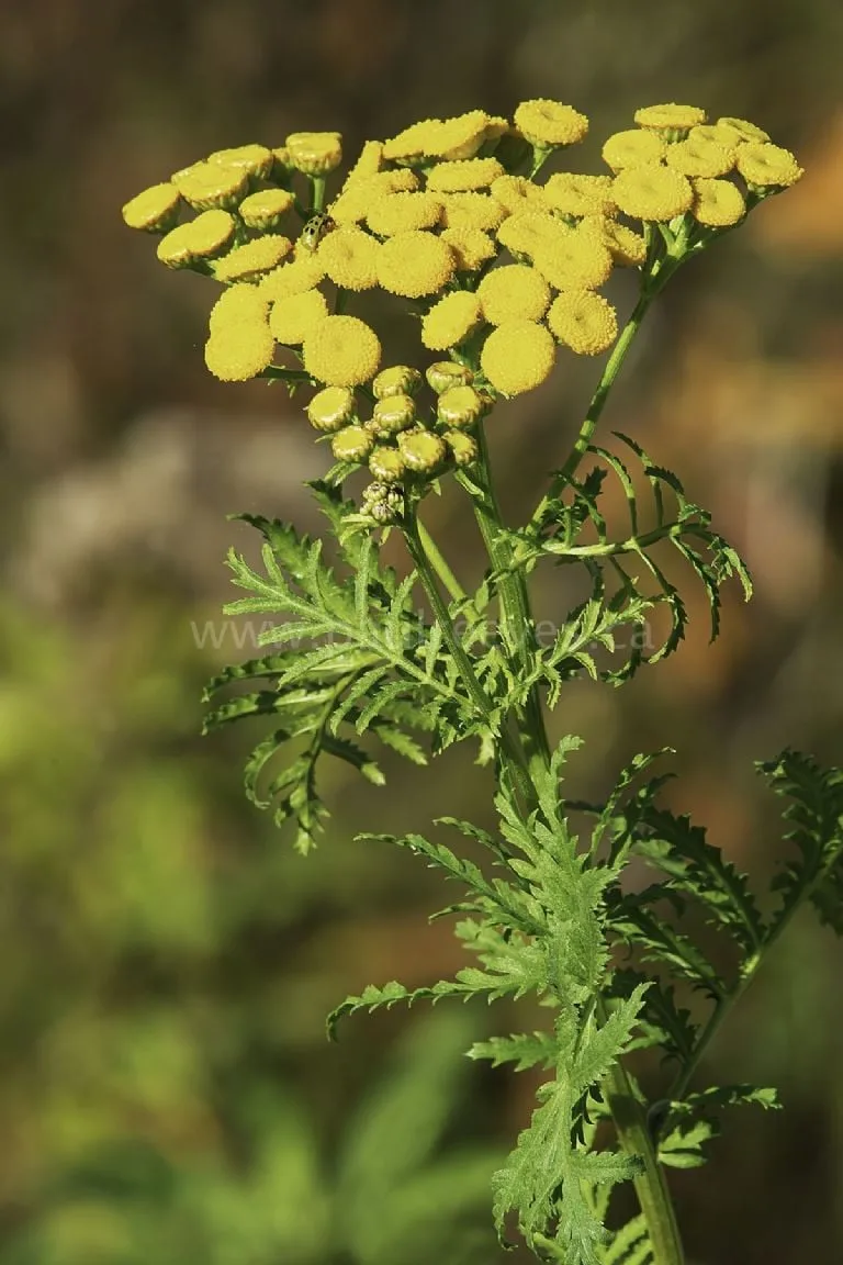 Decile adiós a las plagas de tu huerto de forma natural: las plantas que actúan como insecticidas ecológicos y protegen tu jardín todo el año