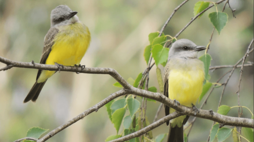 Río Negro sorprende al país en el Día Mundial de las Aves: la biodiversidad que convierte a la provincia en un santuario natural único