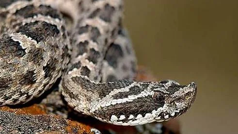 Cómo evitar picaduras de arañas, alacranes y serpientes que pueden poner en riesgo tu vida