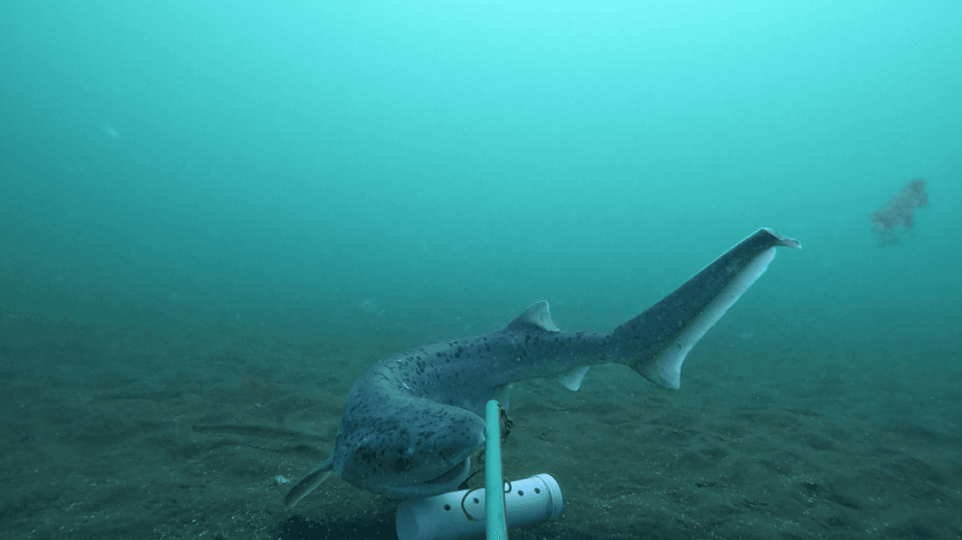 Prohíben la pesca de tiburones en Punta Bermeja, pero autorizan un estudio científico clave para su conservación en Río Negro
