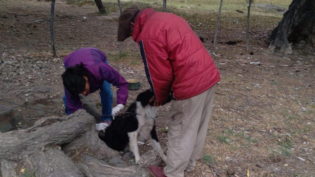 El cuidado de nuestras mascotas nunca ha sido tan crucial como hoy. Cada año, cientos de perros y gatos se enfrentan a situaciones