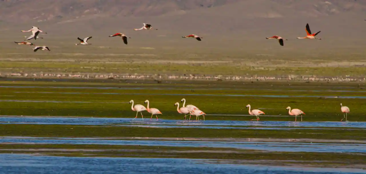 2 de febrero: los Sitios Ramsar, los humedales que celebran su día protegiendo el planeta y redefiniendo el turismo sustentable en Argentina