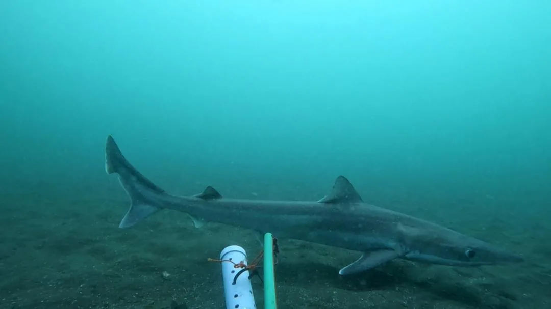 Confirman la presencia de cinco especies de tiburones en la costa rionegrina y crece el interés científico y turístico